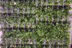 mur_vegetal-scaled
